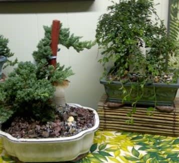 Beautiful Bonsai By Tiffany S Flowers And Gifts