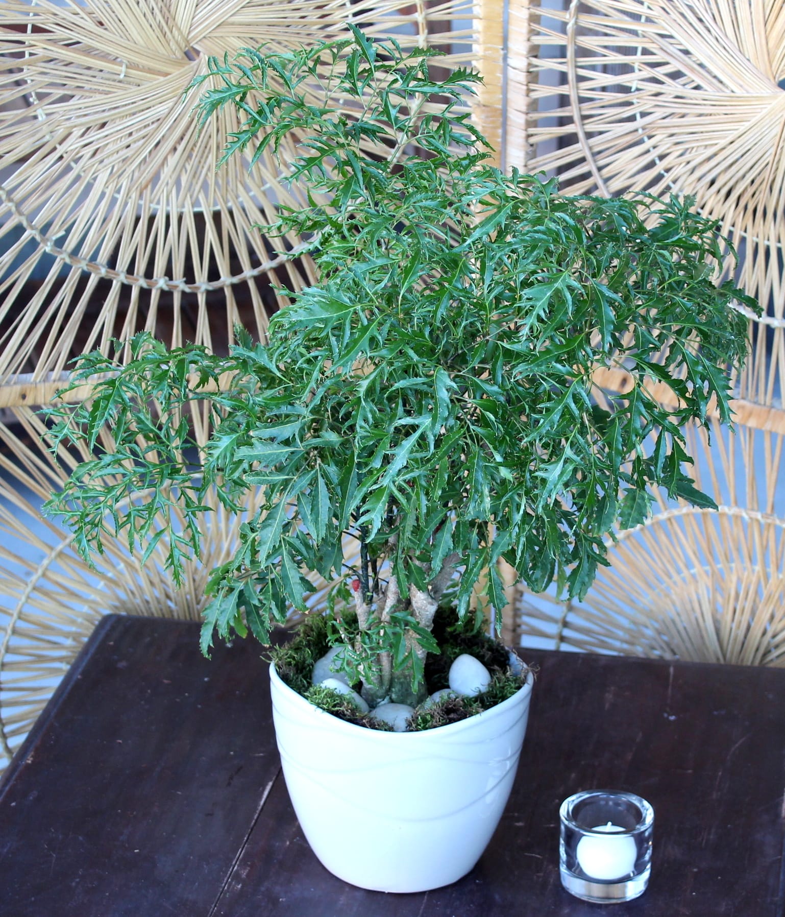 Ming Aralia Plant in Las Vegas, NV | English Garden Florist, Las Vegas Best House Plants For Las Vegas