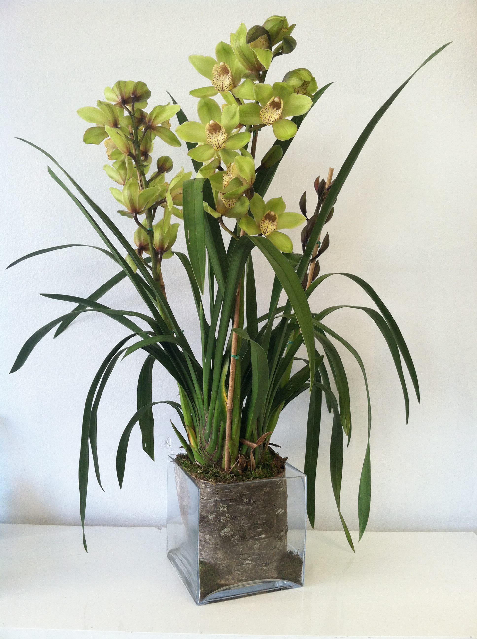 Green Orchid Plant My Beverly Hills Florist In Manhattan Beach Ca Manhattan Beach Florist