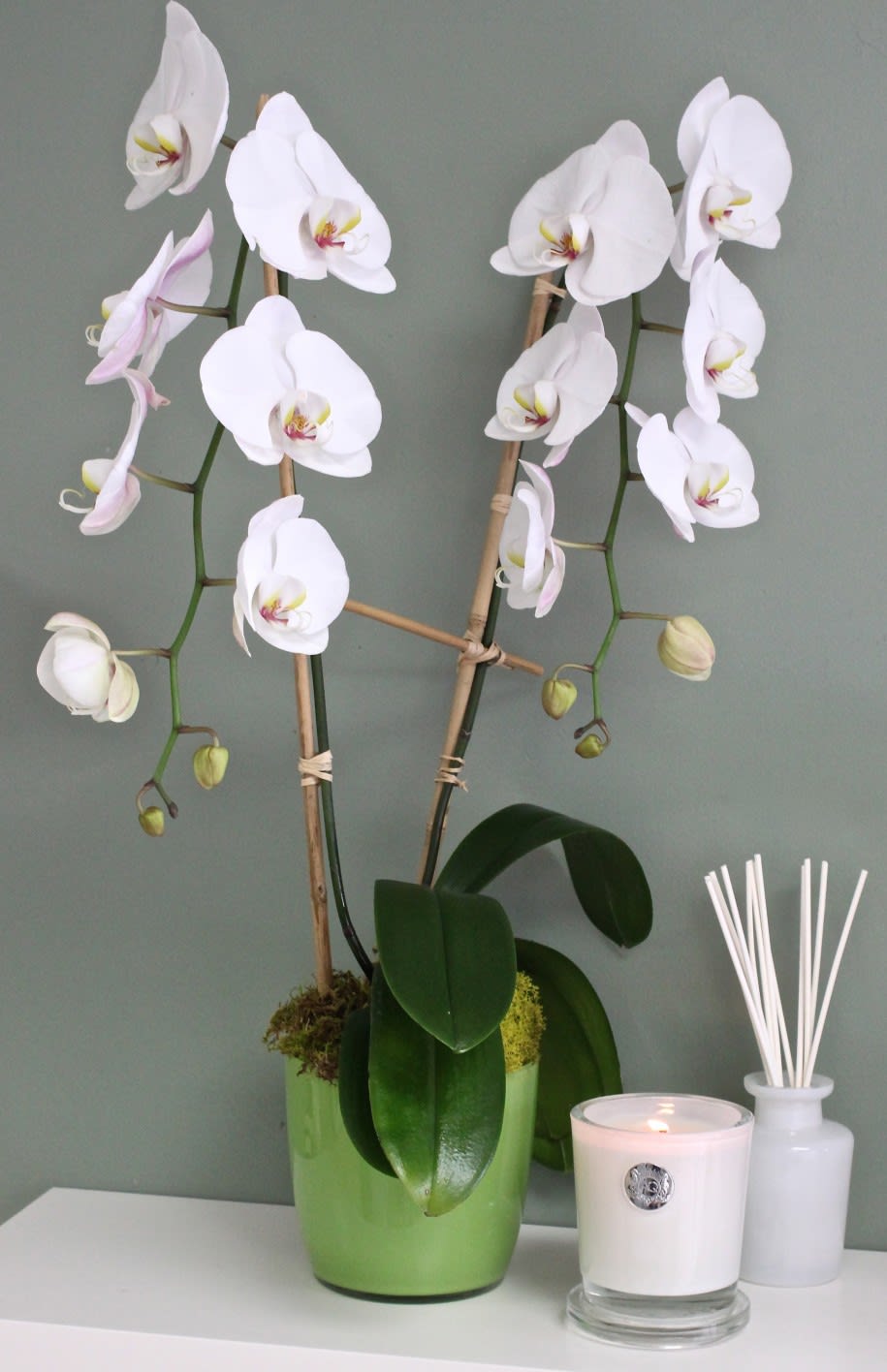 Double Spike Blooming Orchids By La Orchidia