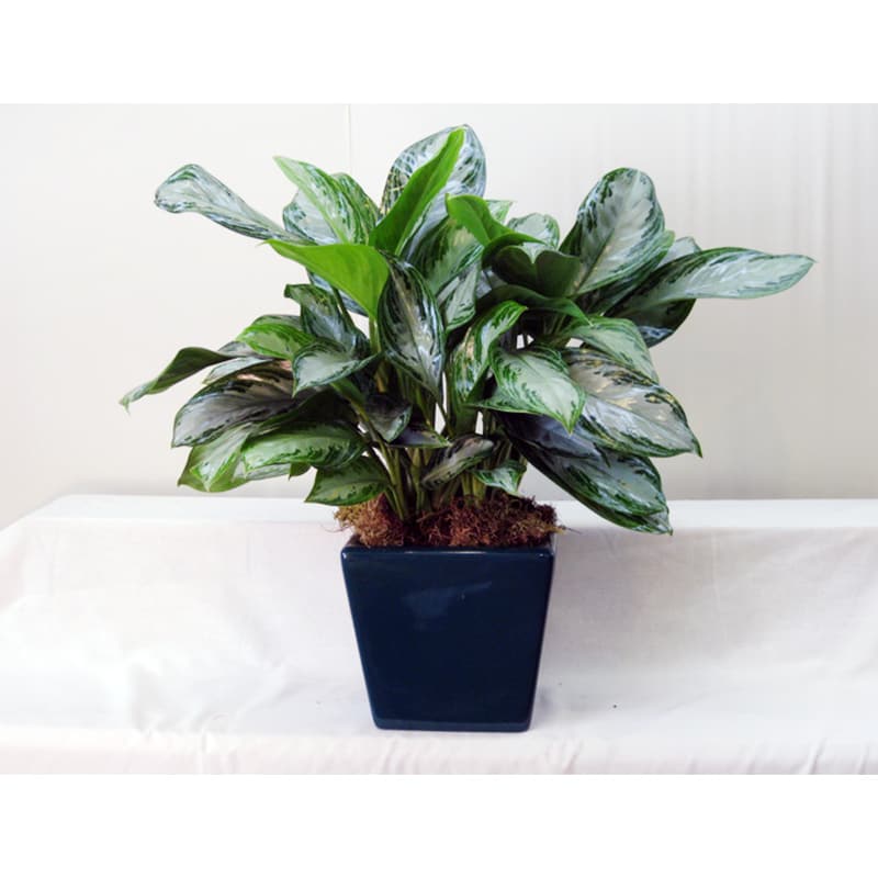 Chinese Evergreen in Anaheim, CA | Visser's Florist ...