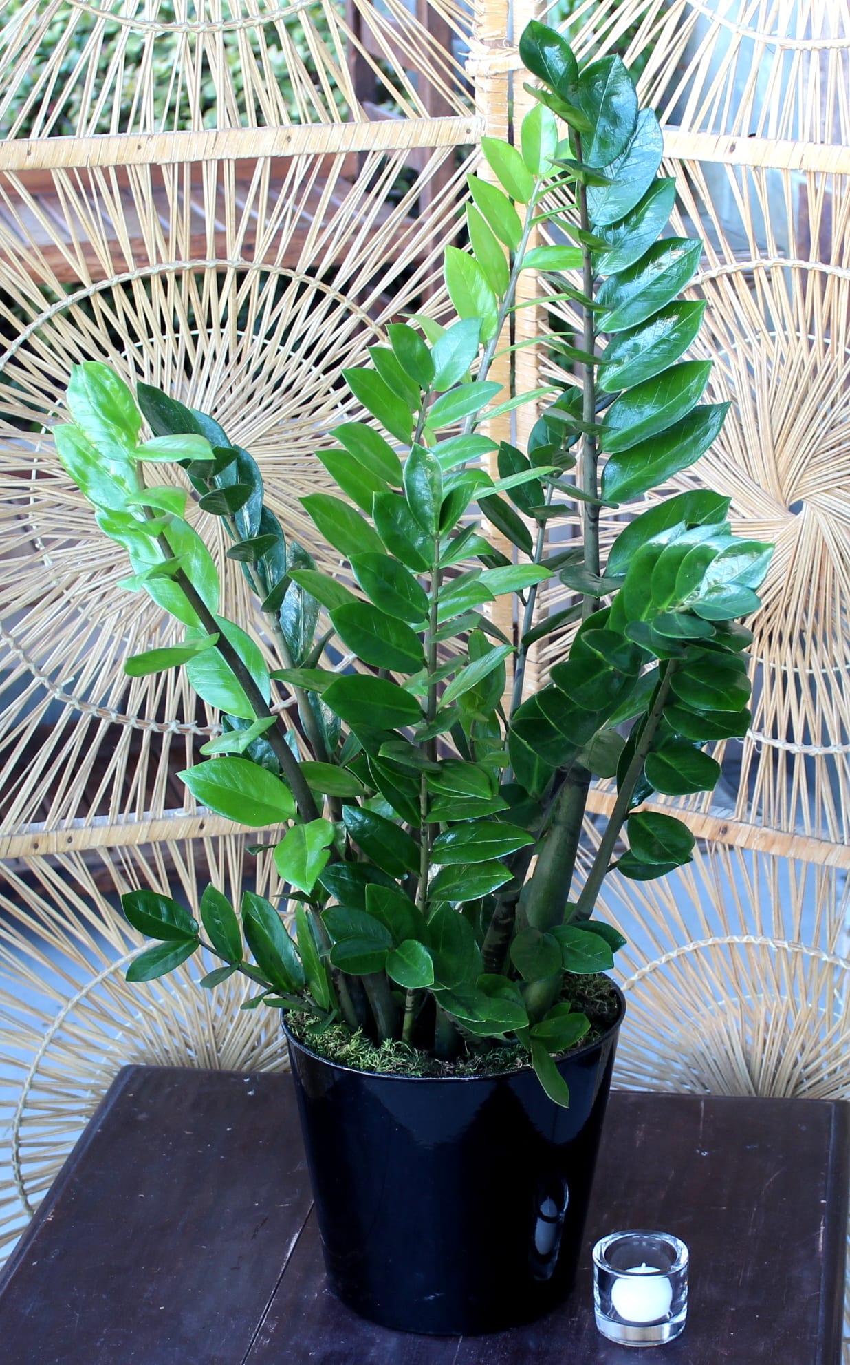 Zeezee - Plant in Las Vegas, NV | English Garden Florist ...