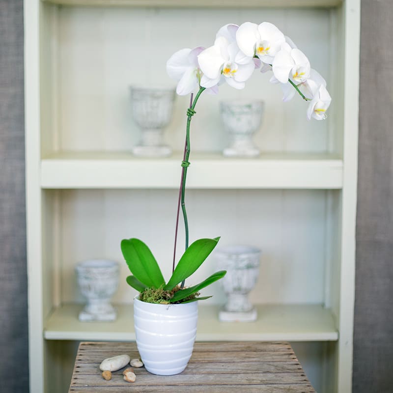 White Phalaenopis Orchid In Andover Ma Kokee Flowers