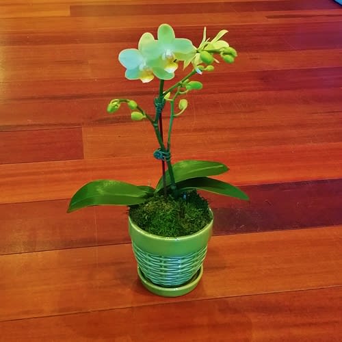 Green Phalaenopsis in Green Basket Weave Pot in Montchanin, DE Petals