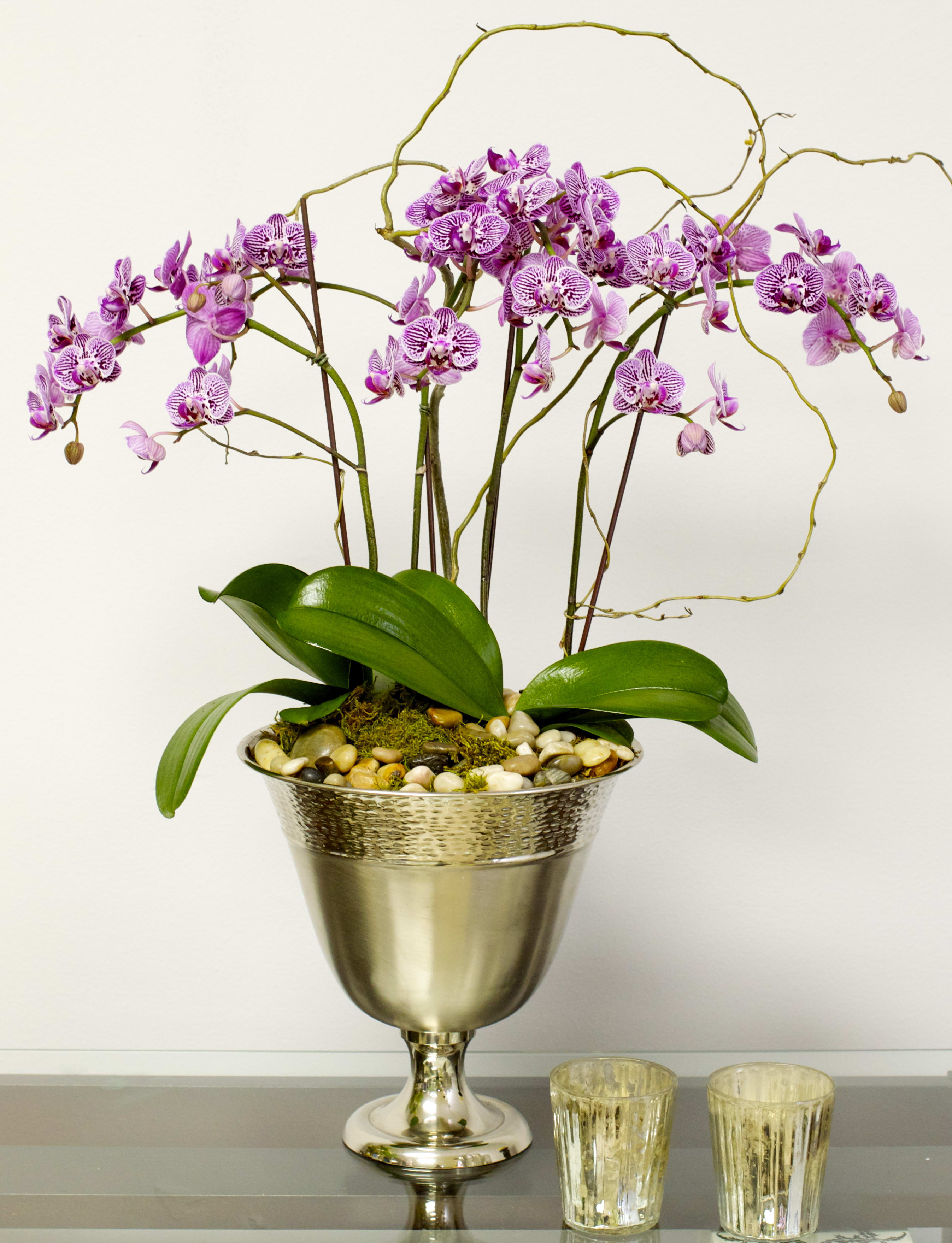 Purple Orchids On The Silver Vase In Redondo Beach Ca