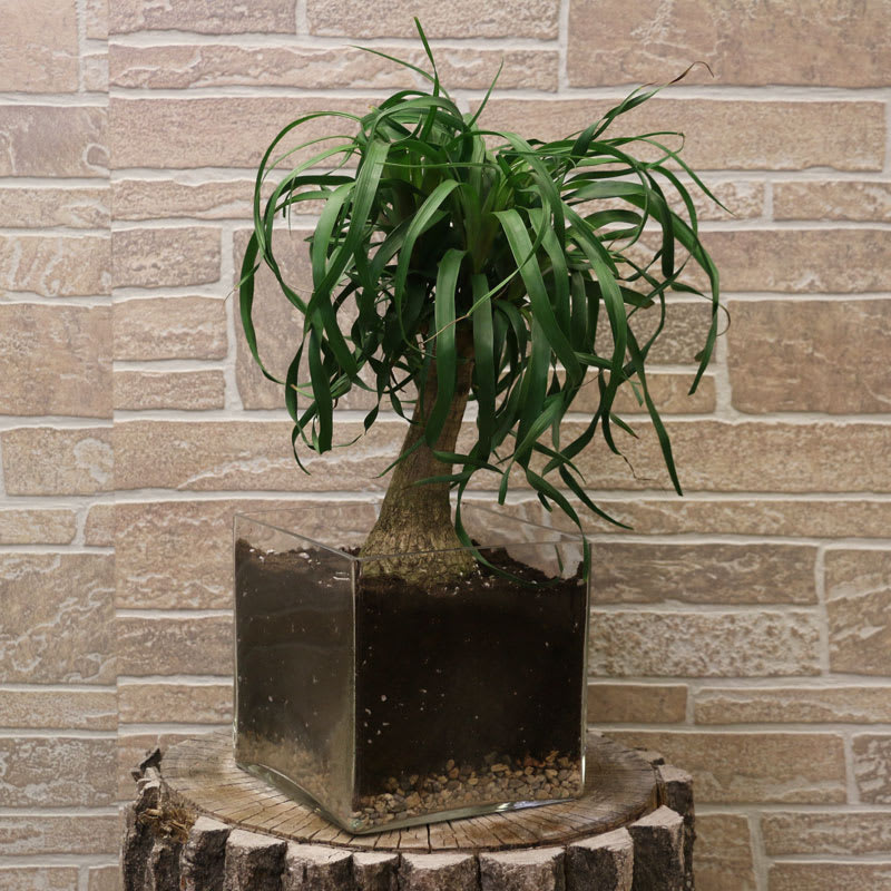 Ponytail Palm Plant In Minot Nd Flower Central