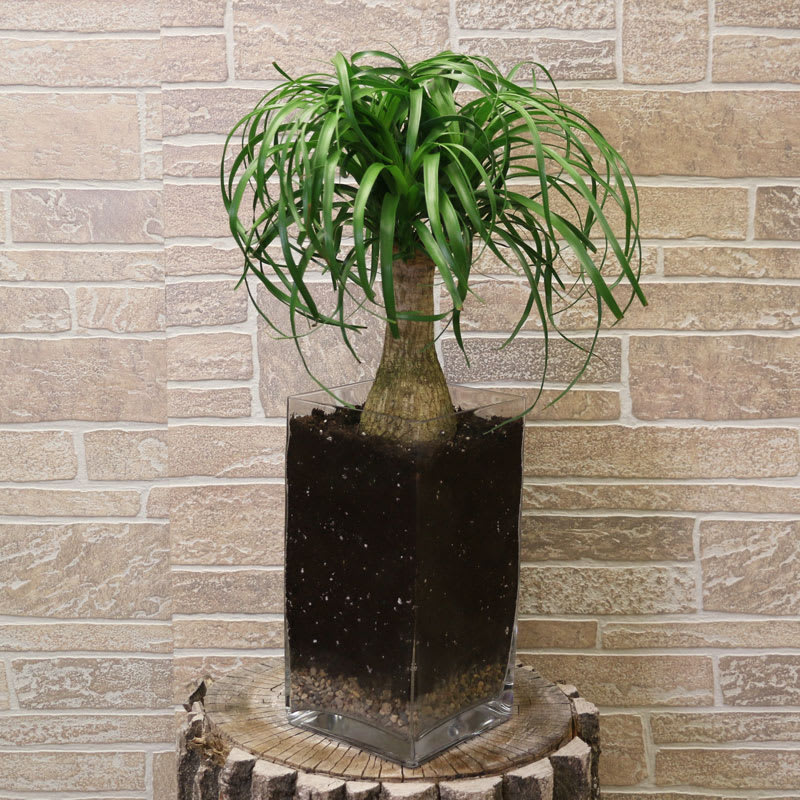Ponytail Palm In Minot Nd Flower Central