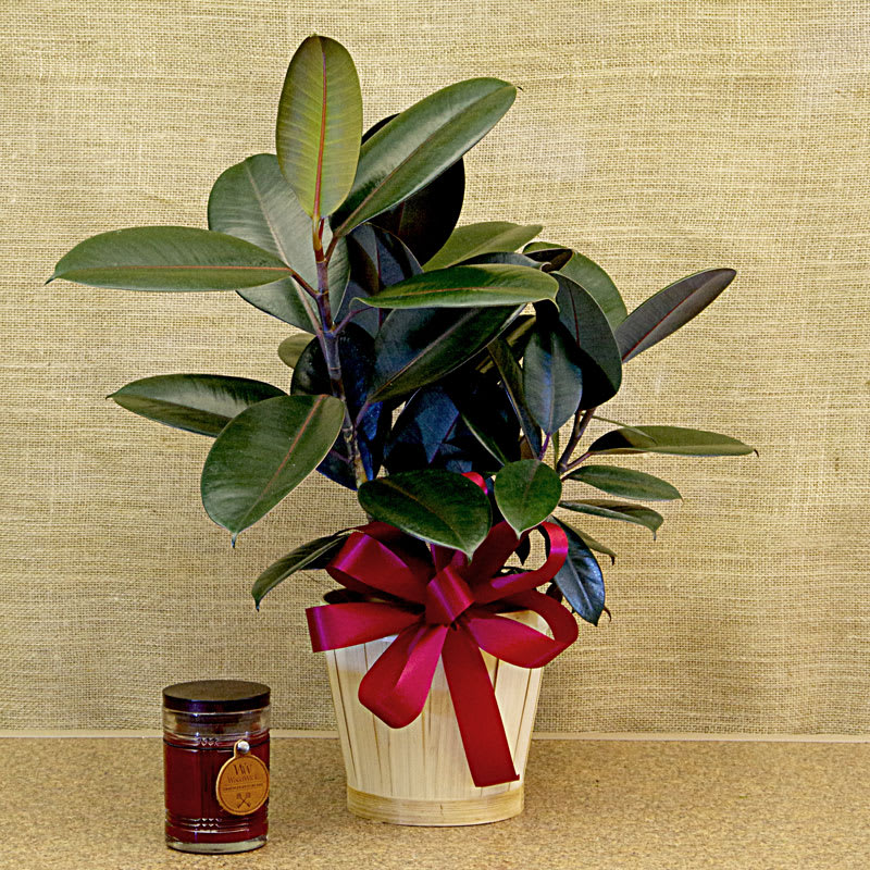 Decora Rubber Plant in Ottawa, KS Turner Flowers