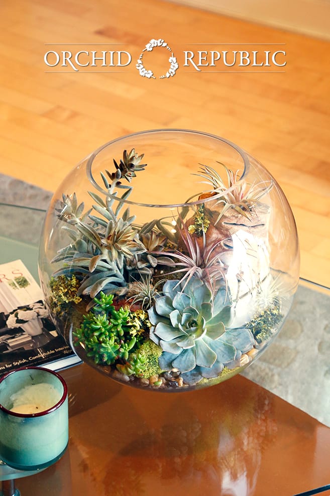 The Glass Globe By Orchid Republic