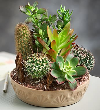 Cactus Dish Garden In Brooklyn Ny Flowers By Emil
