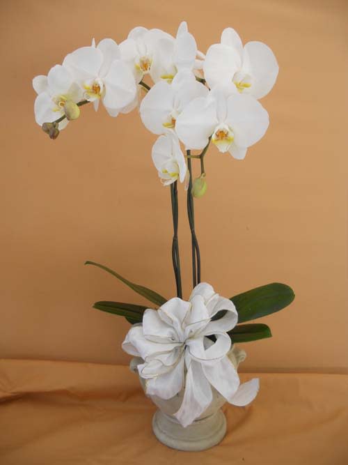 Orchid 3 By Petal People Florist