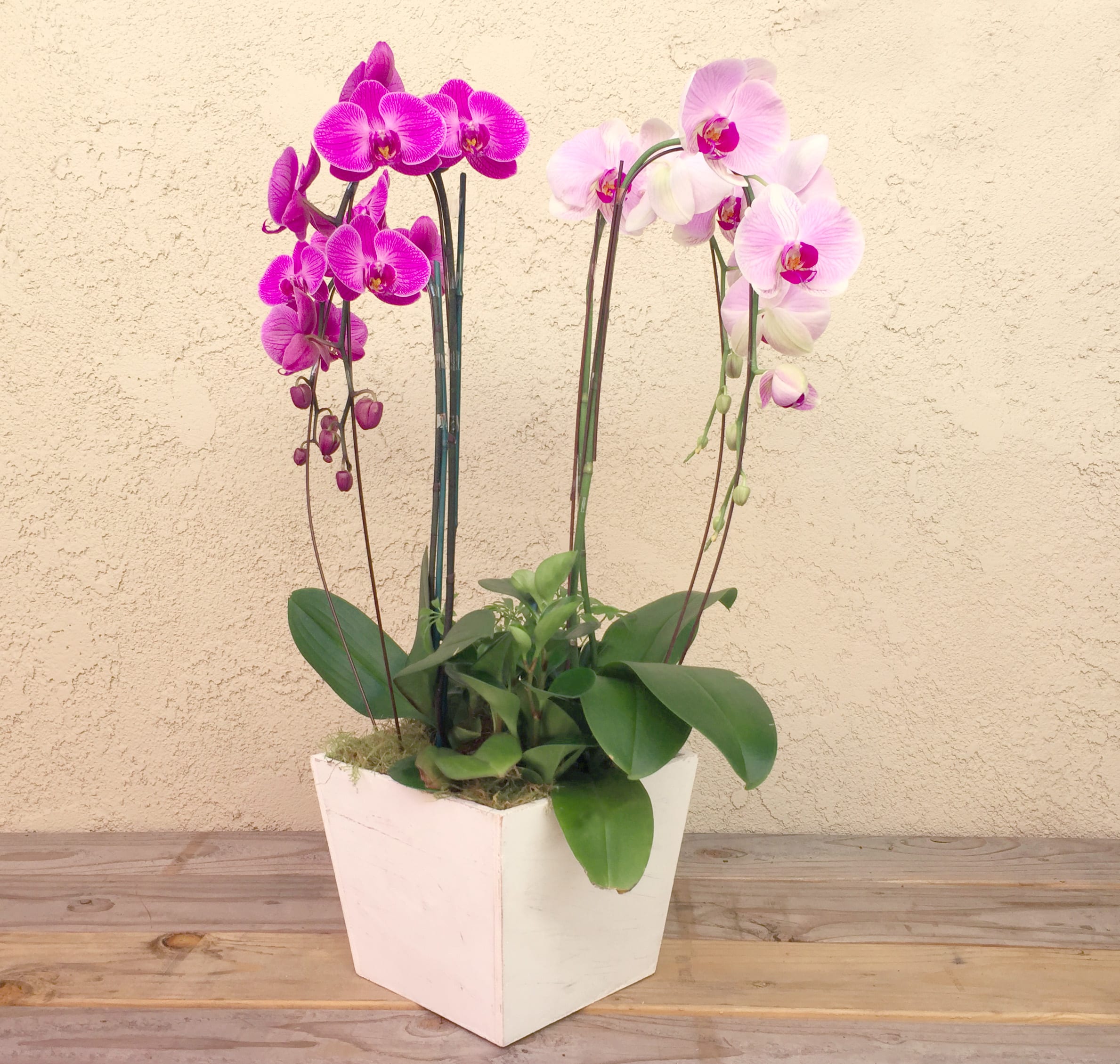 Deluxe Double Orchid Purple in San Juan Capistrano, CA The White Dahlia