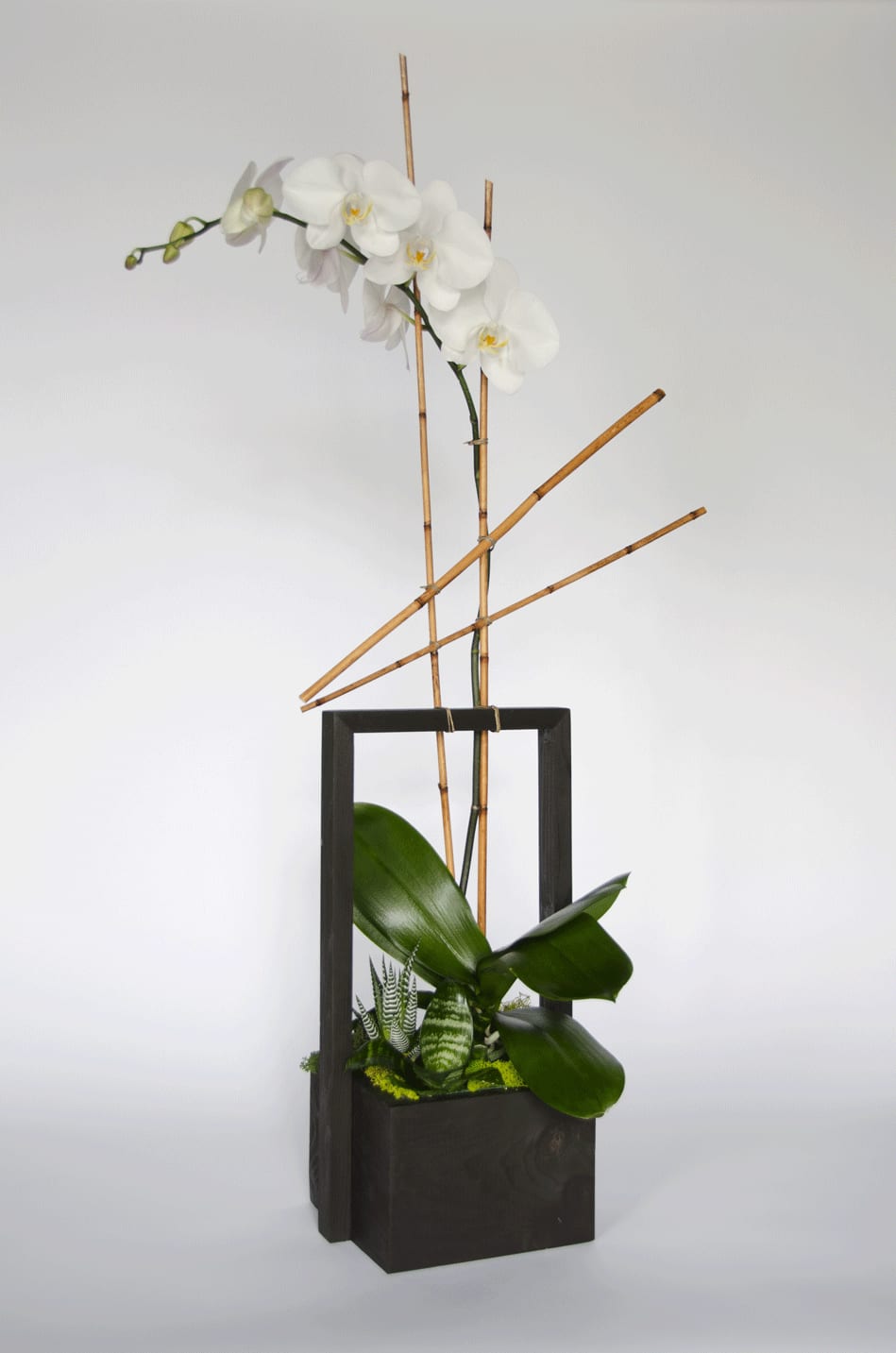 Phalaenopsis Orchid Planter By Cj Matsumoto Sons