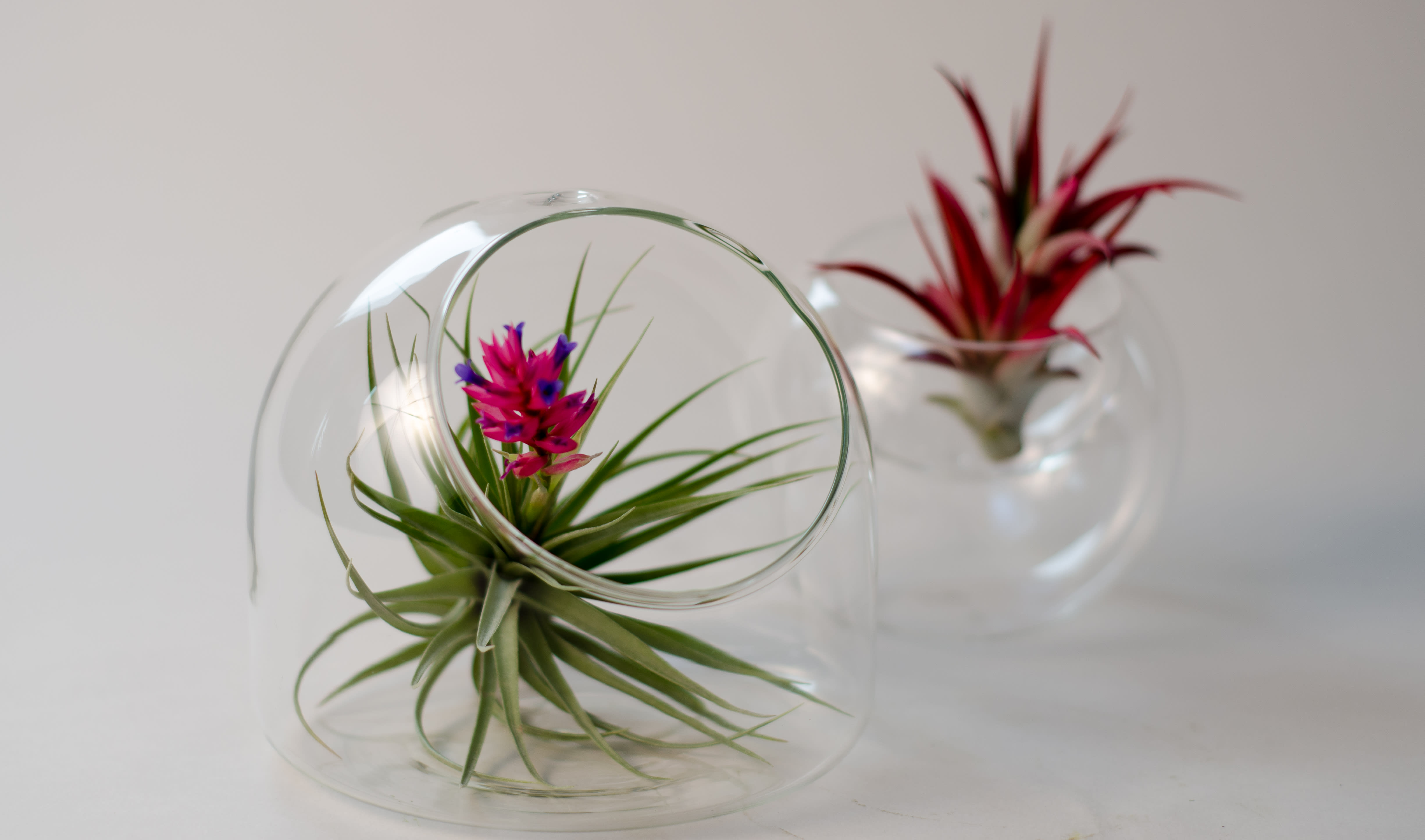 Air Plants doubled in Clear Glass Containers in Boston, MA