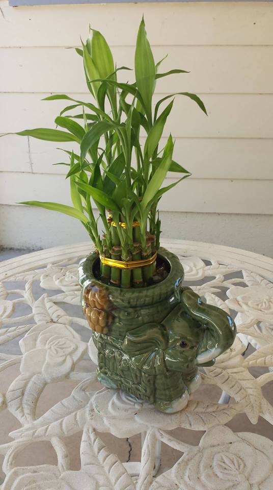 Bamboo Elephant in Glendale, AZ | Glendale Flowers