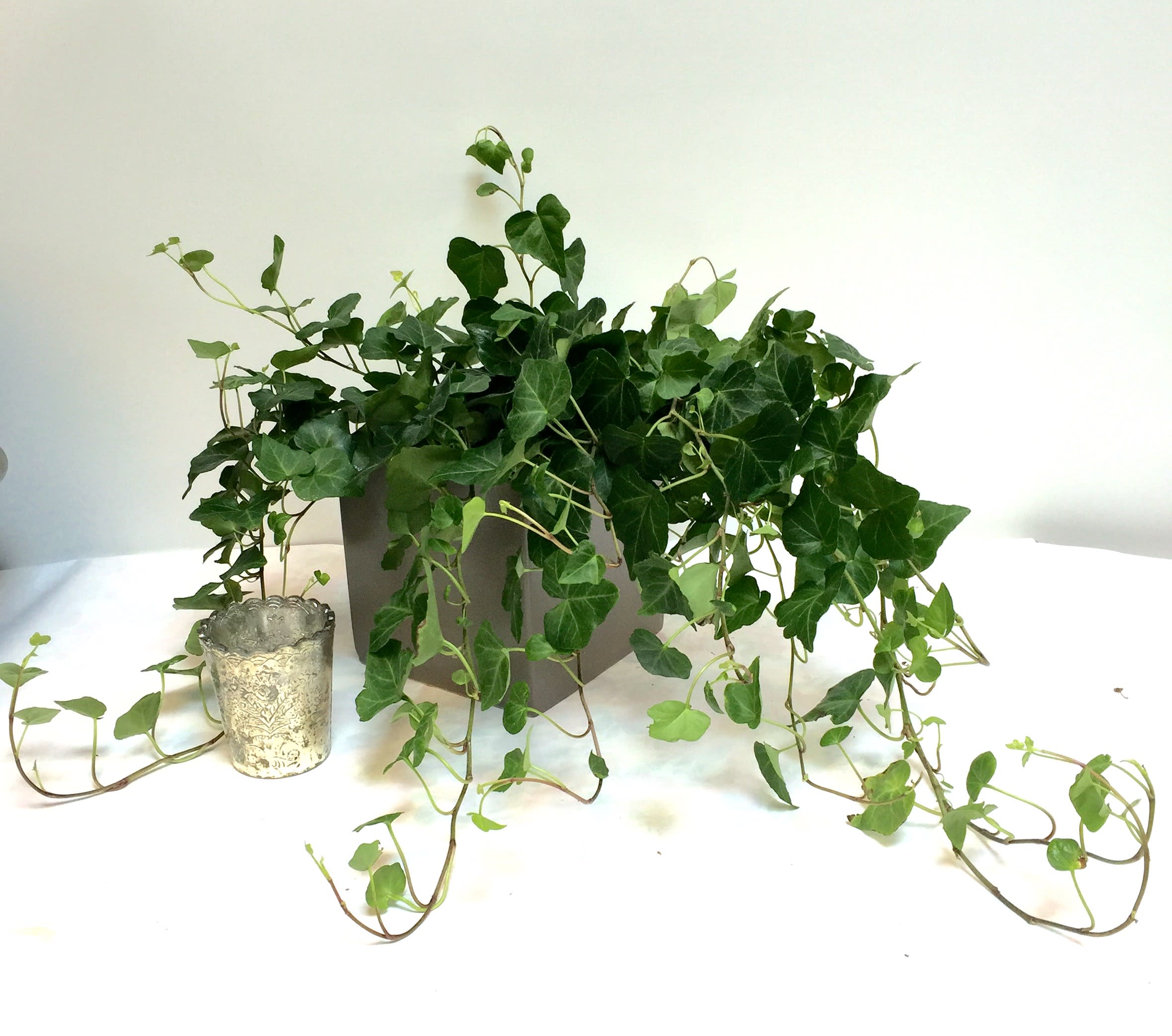 Sweetheart Ivy Plant in Hudson, WI Hudson Flower Shop