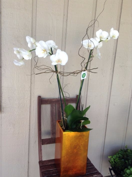 Twin Orchids In Altamonte Springs Fl The Flower Studio