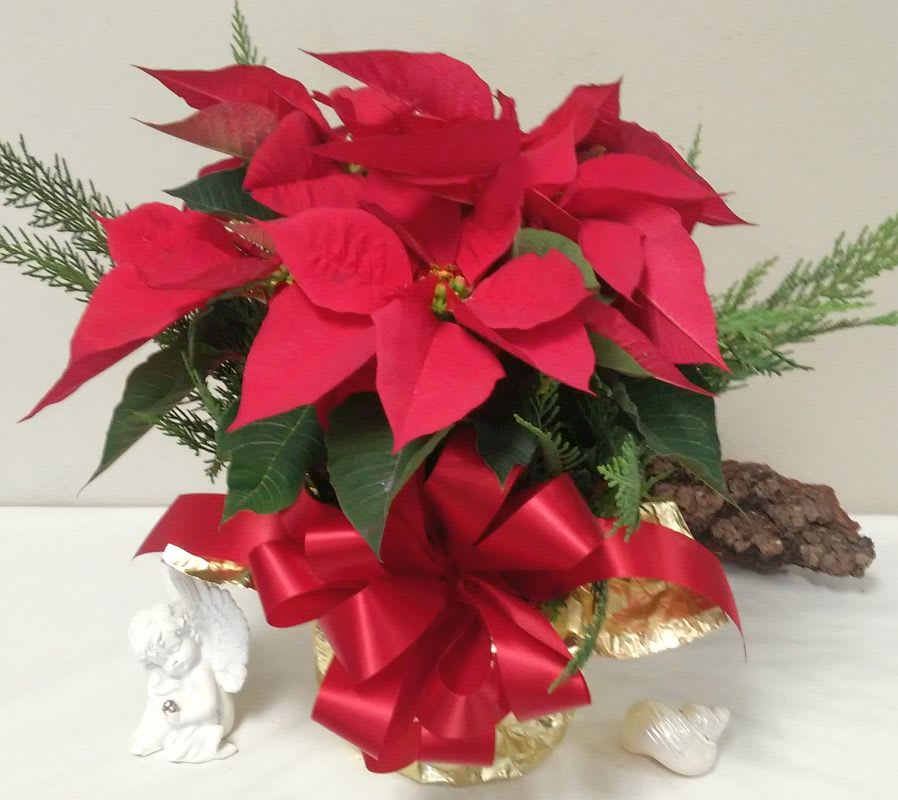 Small Poinsettia Plant in Slidell, LA Weathers Flower Market
