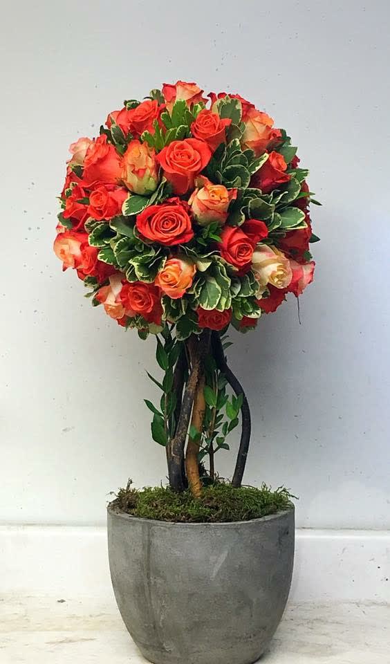 Rose Topiary in Boonton, NJ | Bloomery Flower Studio