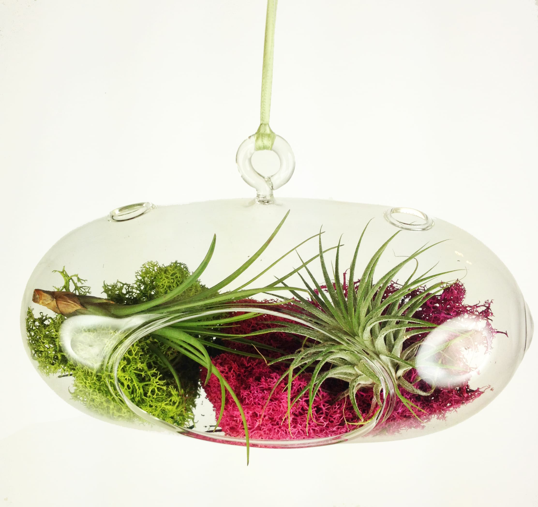 Double Oblong Hanging Terrarium in Saint Paul, MN Iron Violets Design Studio