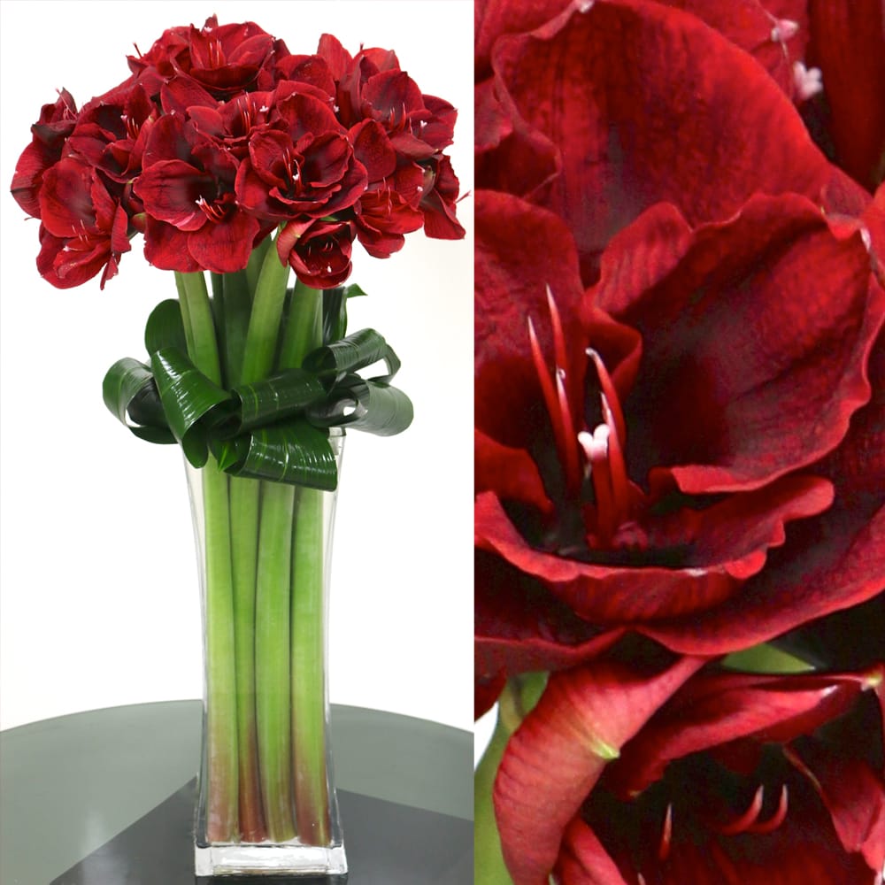 Red Amaryllis In A Tall Glass Vase In Philadelphia Pa Abundant