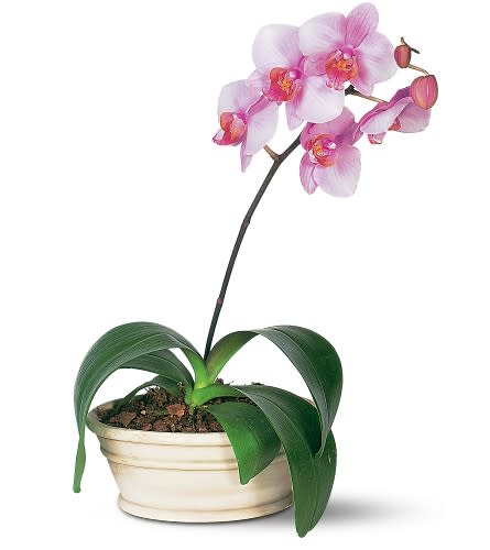 Lavender Phalaenopsis Orchid In Alexandria Va The Virginia Florist