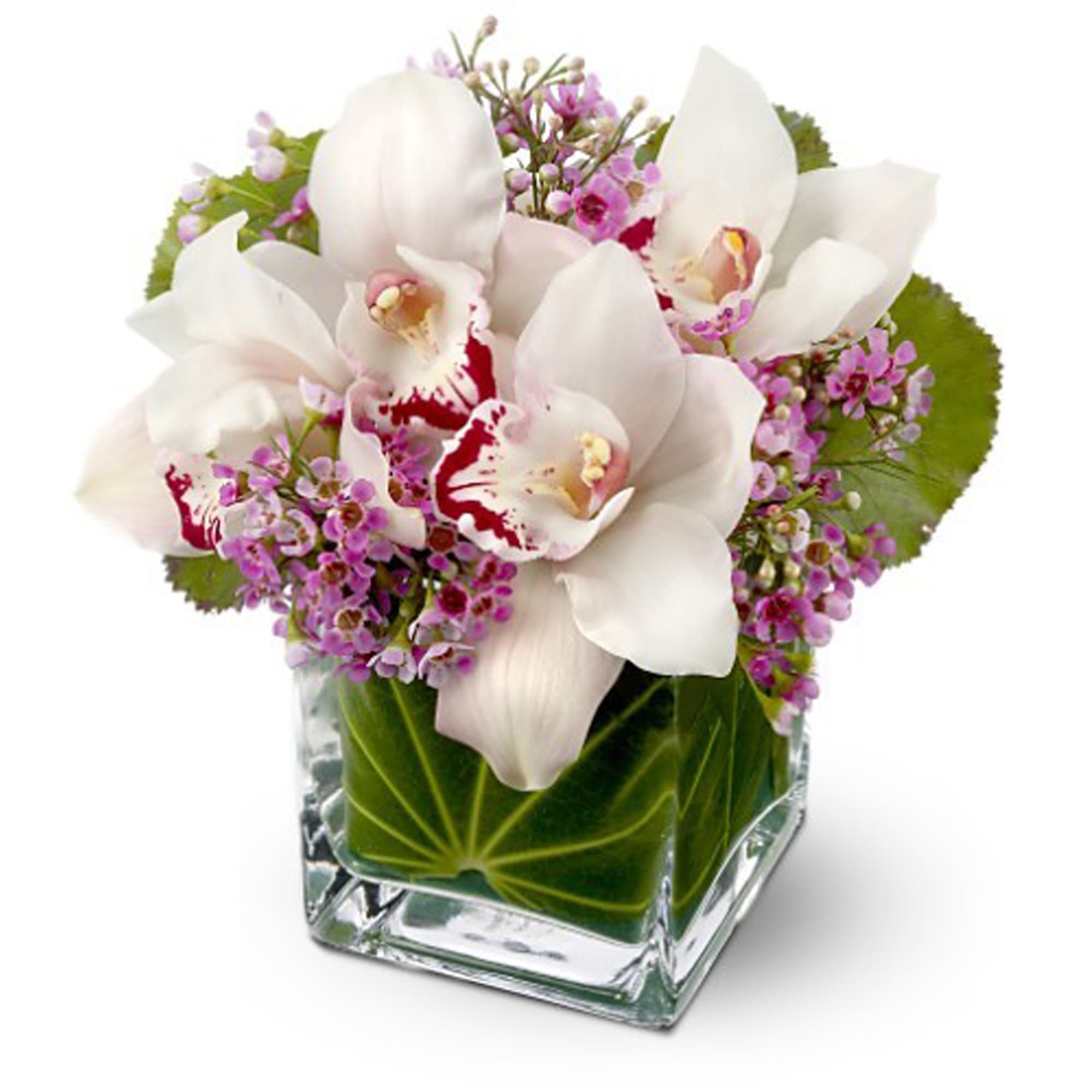 Teleflora S Lovely Orchids In Alexandria Va The Virginia Florist
