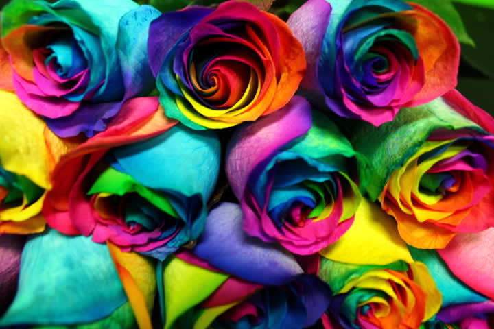 Best Seller Rare Rainbow Roses By Flower Allie