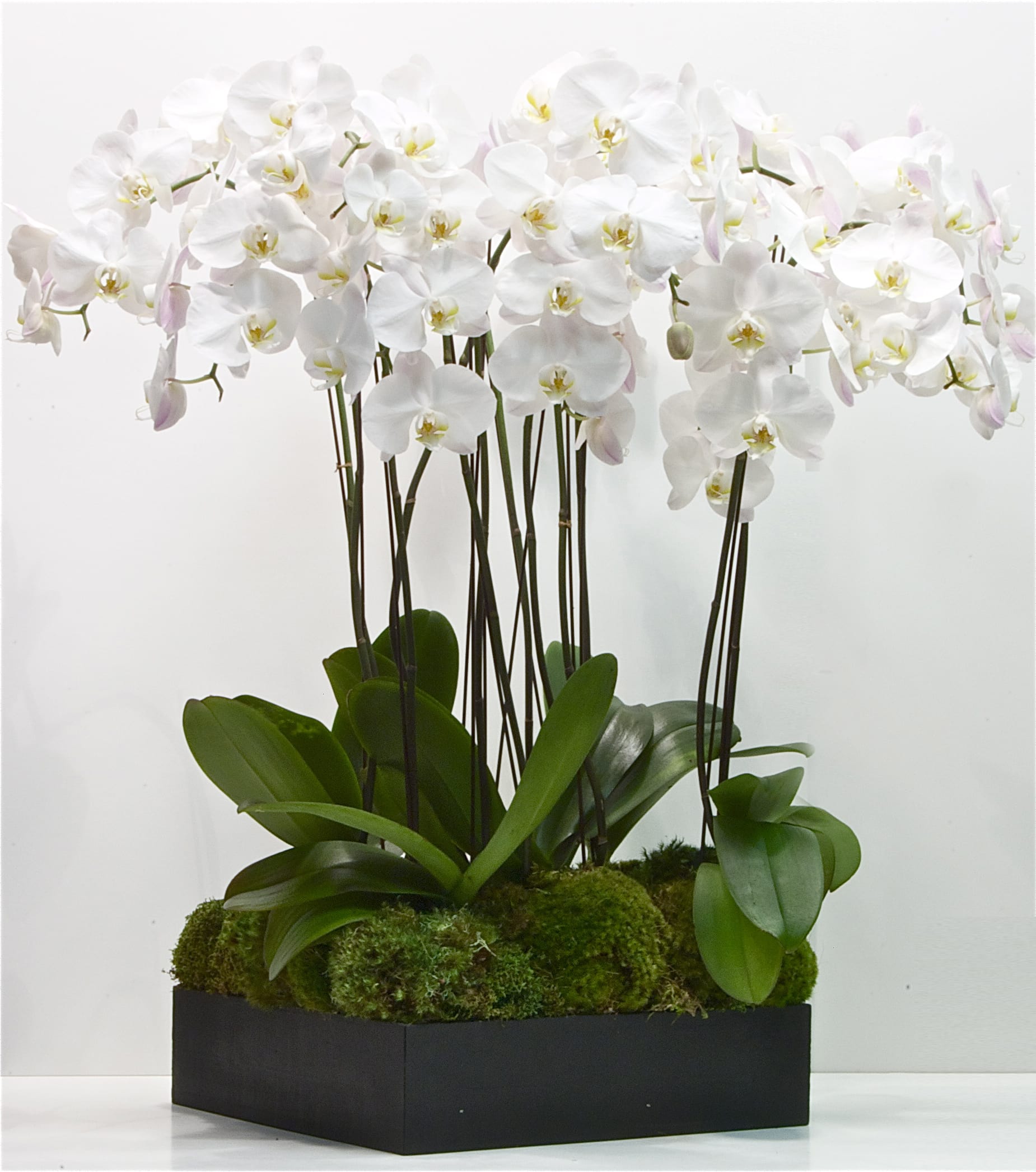 Orchids And Orchids And Even More Orchids In Huntington Beach Ca The Flower Lover