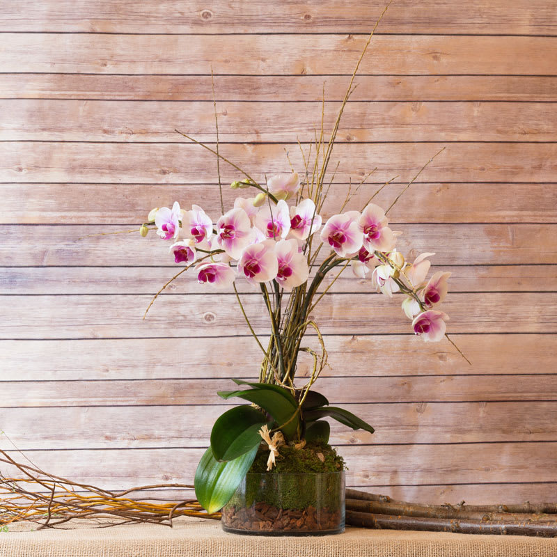 HAWAII ORCHID in New York, NY | Flowers by Philip