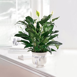 The Ftd Comfort Planter In Sainte Genevieve Mo Bri S Buy The Bunch Llc