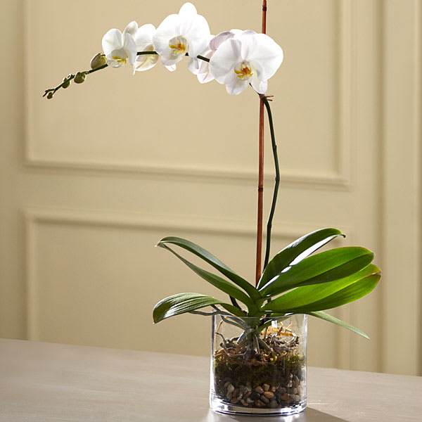 The Ftd White Orchid Planter In Sainte Genevieve Mo Bri S Buy The Bunch Llc