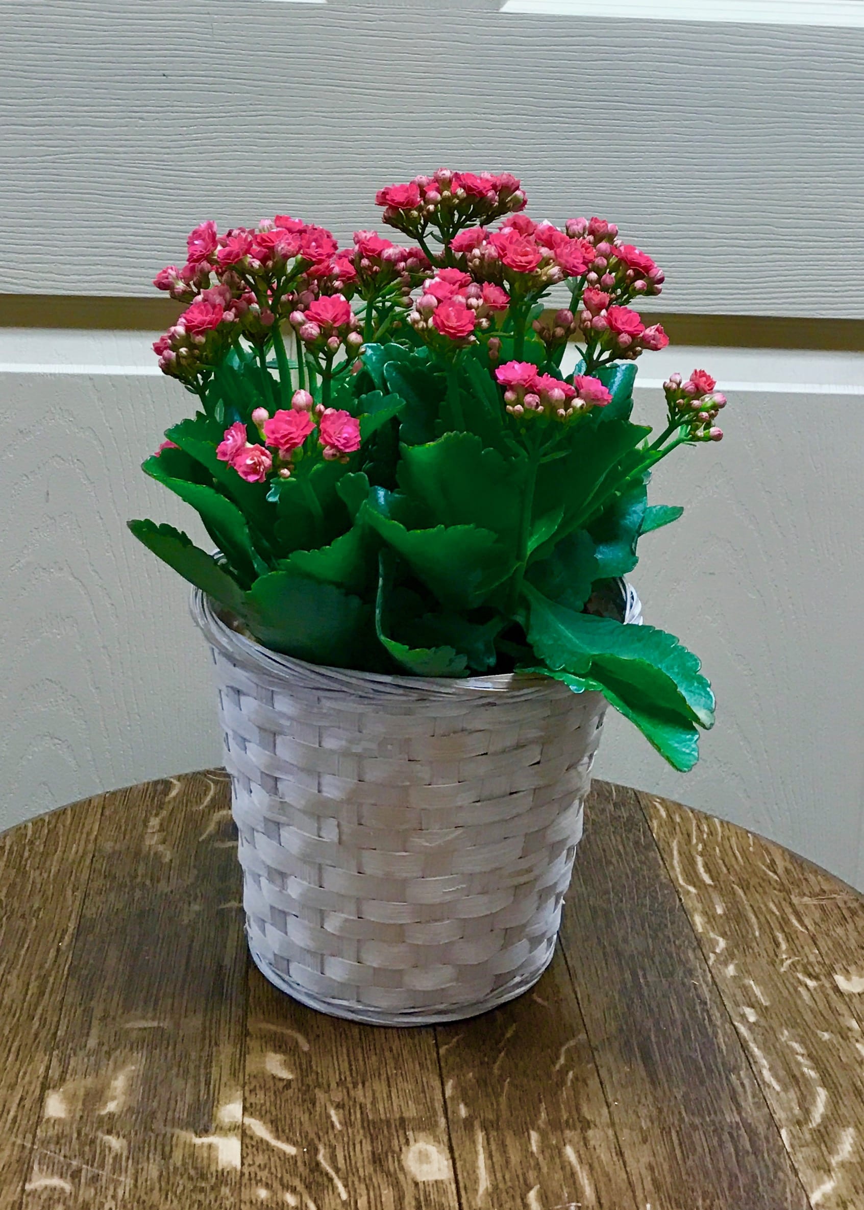 Kalanchoe in Jefferson City, MO River City Florist