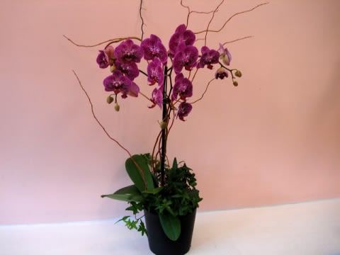 Purple Phalaenopsis Orchid By Fillmore Florist San Francisco