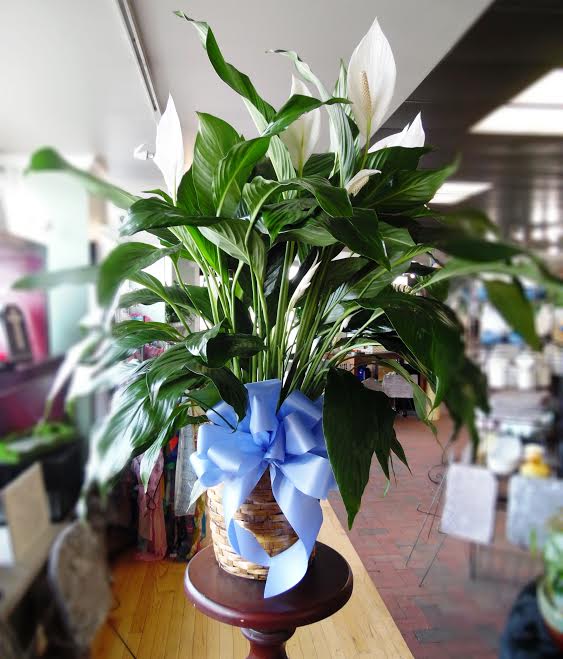 8 Inch Potted Peace Lily By Leavenworth Floral And Gifts