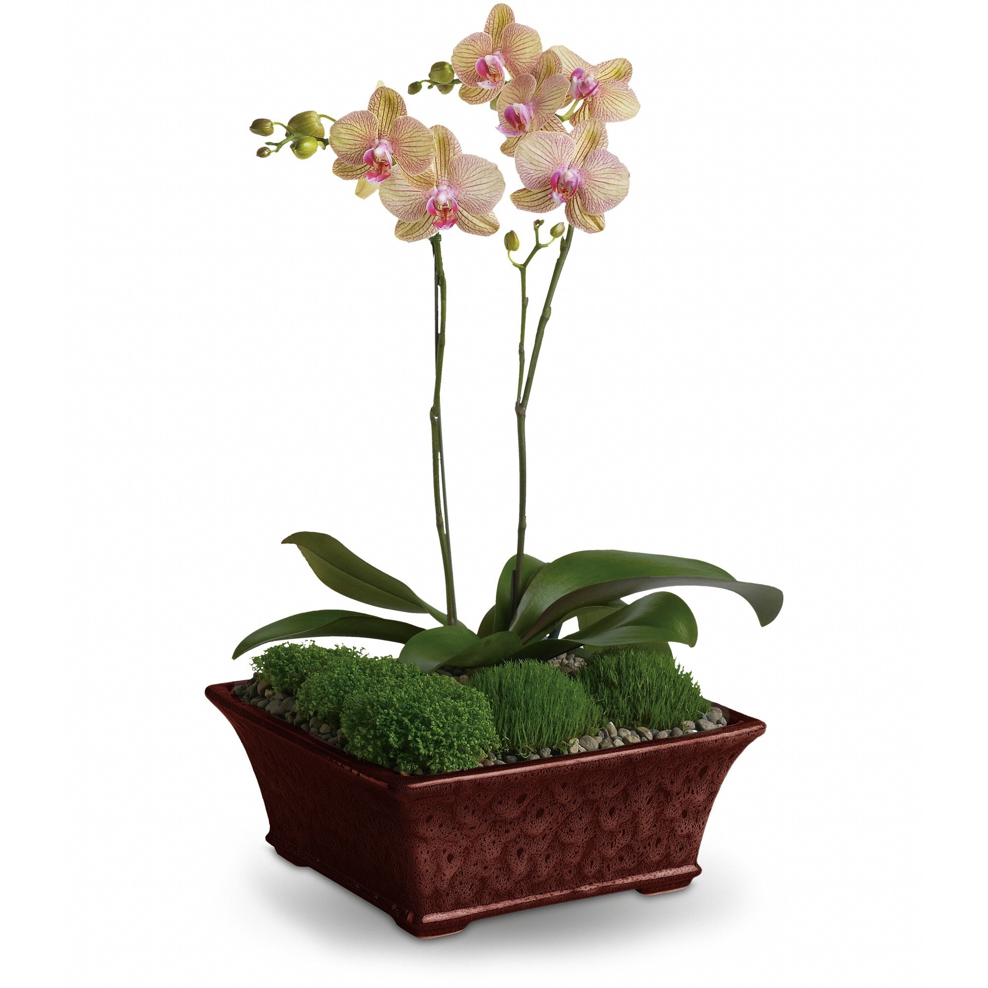 Divine Orchid In Irwin Pa Belak Flowers
