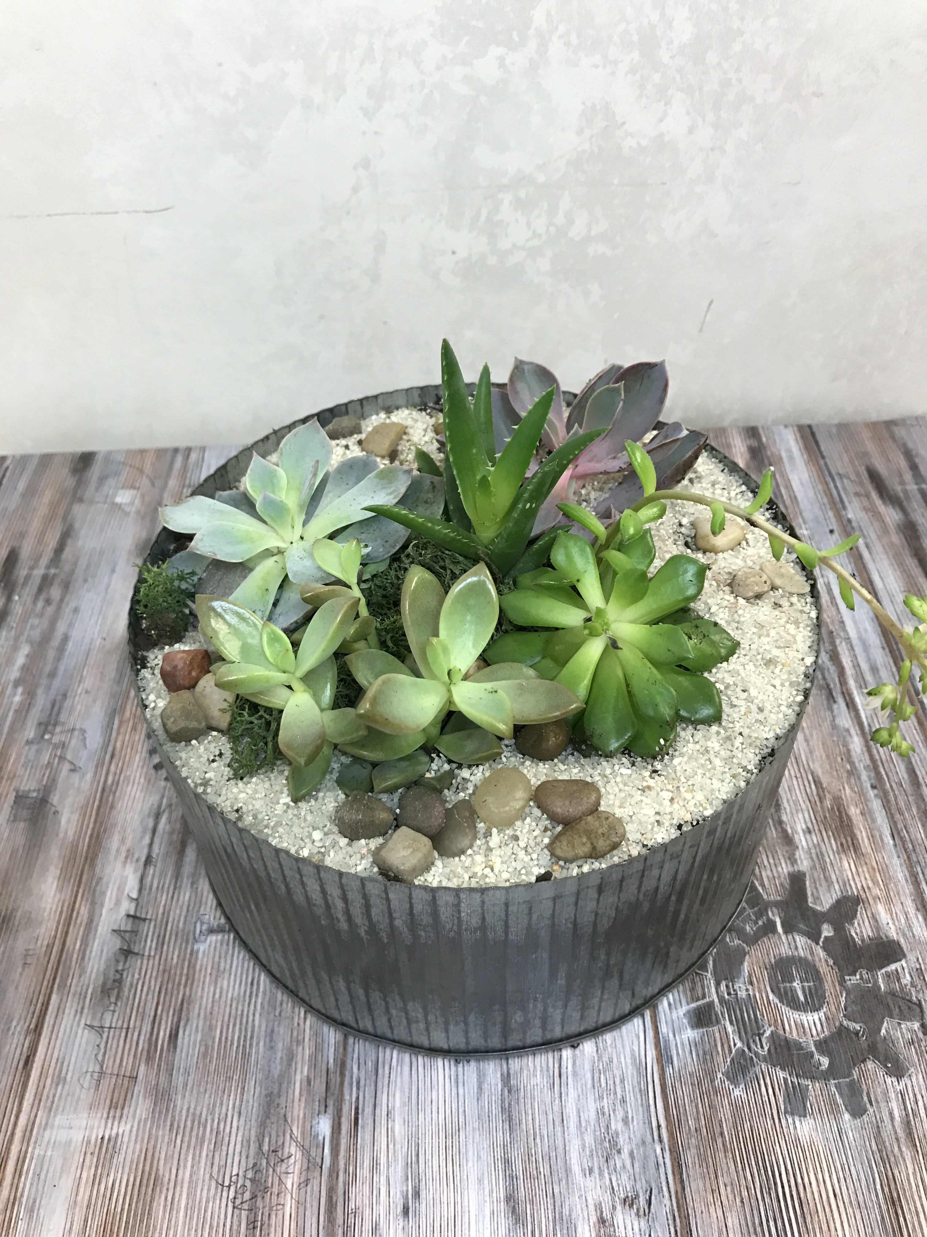 Succulents pot arrangement by Snowdrop Flowers