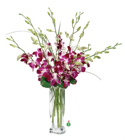 Dendrobium Orchids In Phoenix Az Pam S Floral