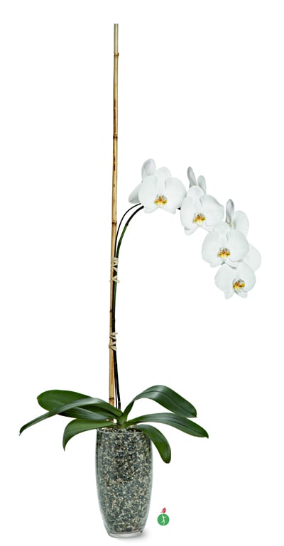 Potted Phalaenopsis In Phoenix Az Pam S Floral