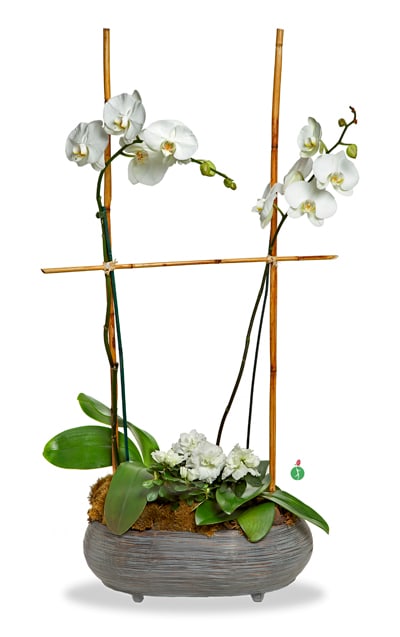 Two White Orchids In Houston Tx Patuju Floral