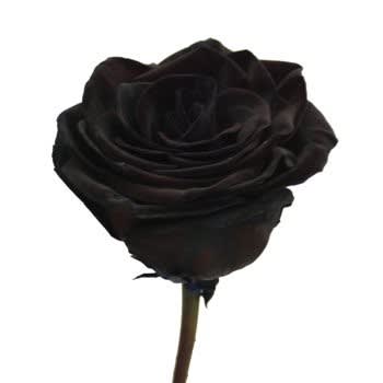 Natural Red Rose Dyed Sprayed Black In Brooklyn Ny Flowers By Emil