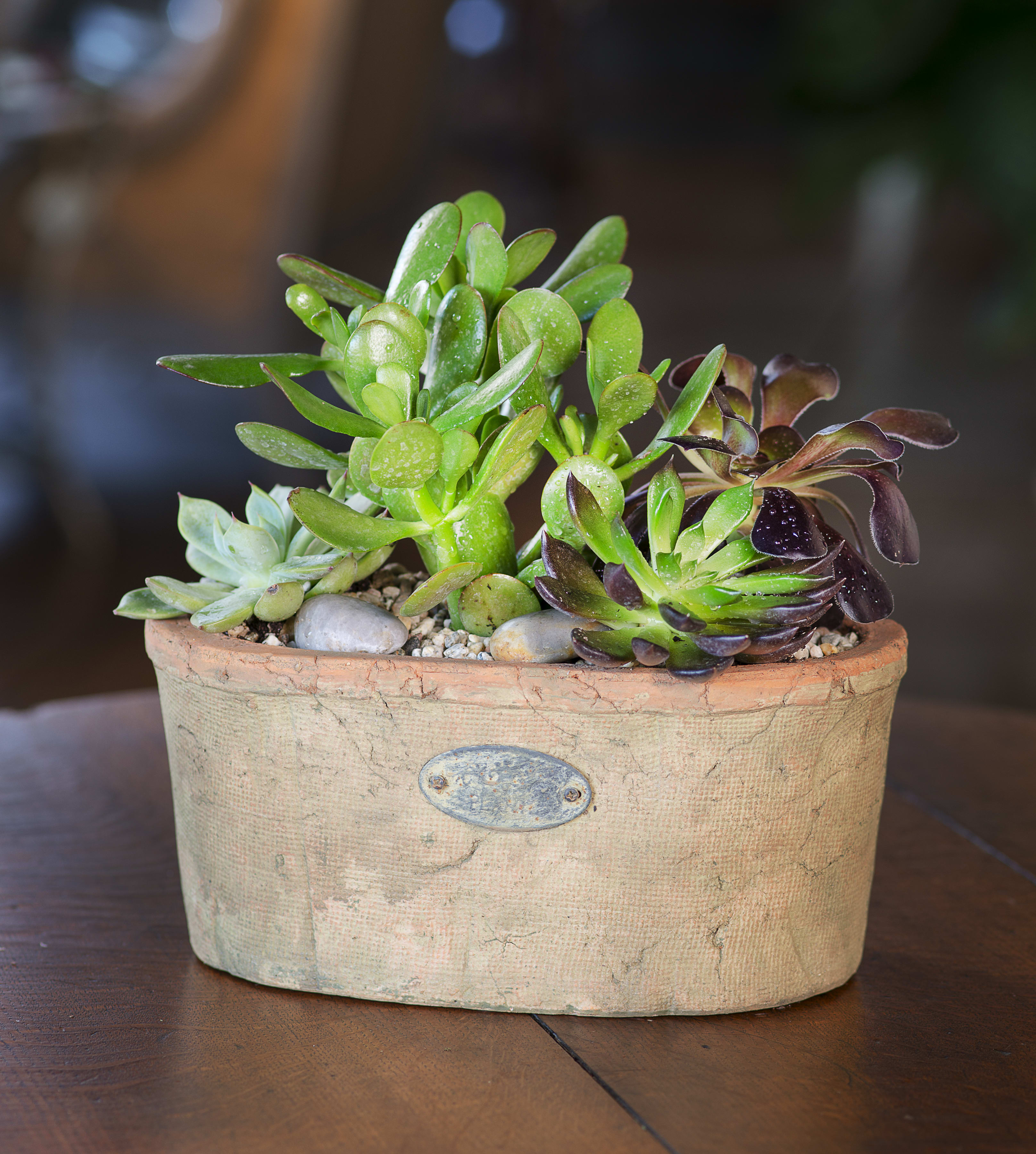 Live Succulent Planter in Pasadena, CA Jacob Maarse Florists