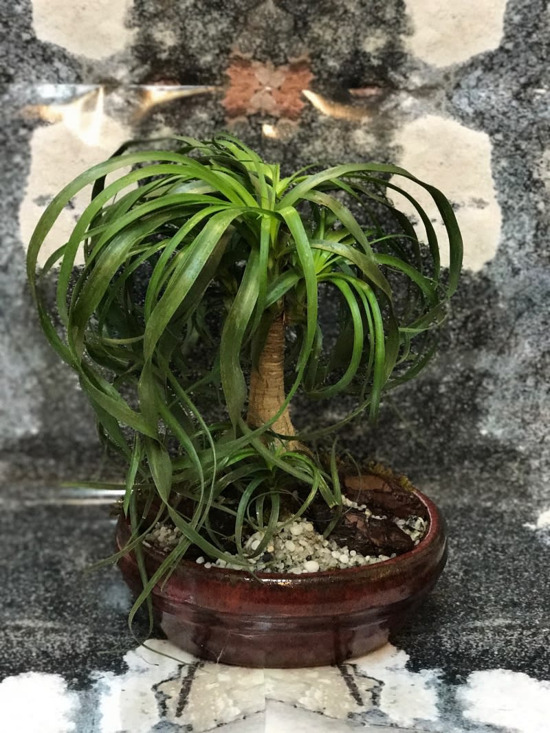 Pony Tail Palm Bonsai Tree in Fort Lauderdale, FL ...