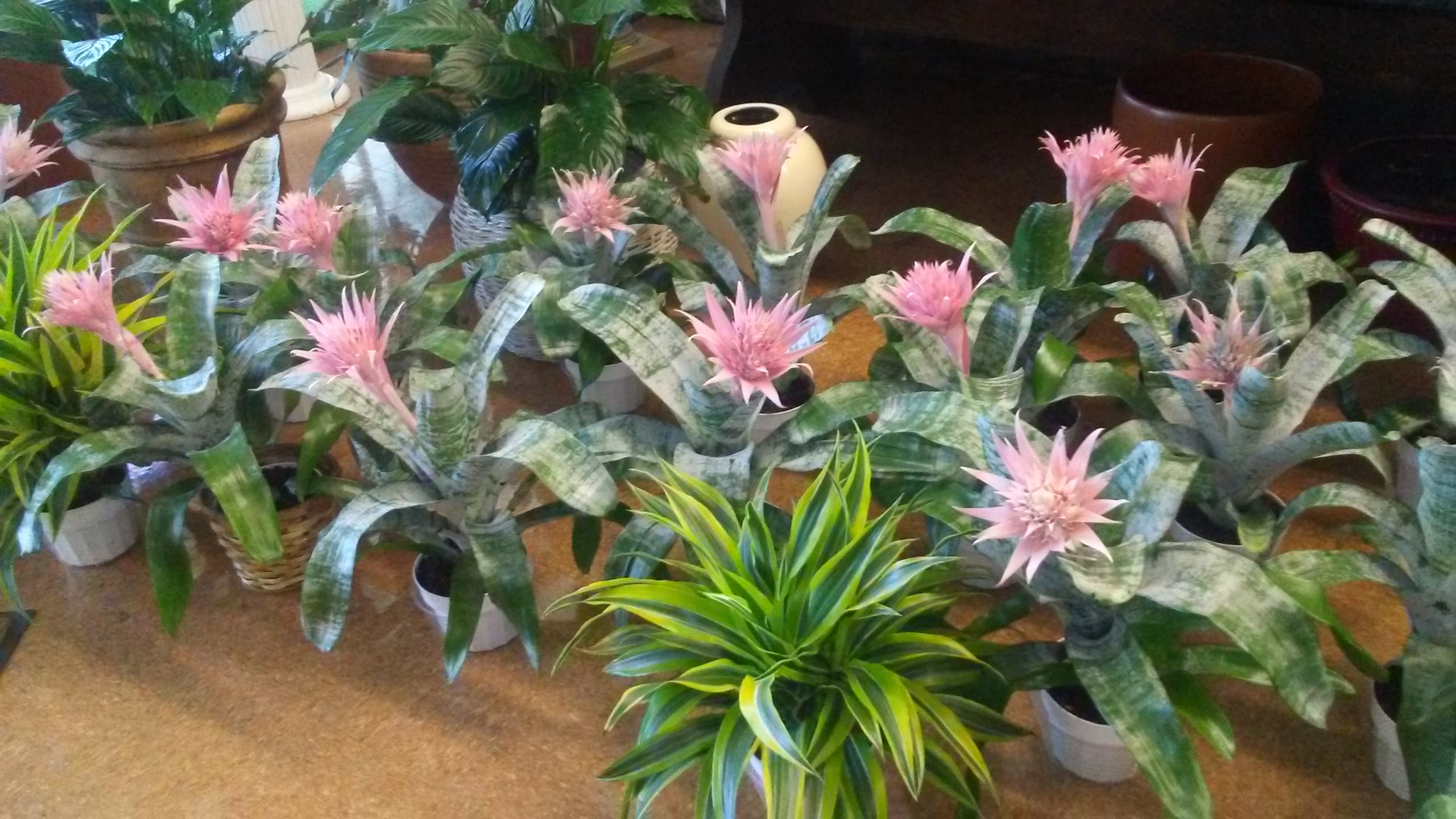 Pink Bromeliad in Richmond, CA Park Florist