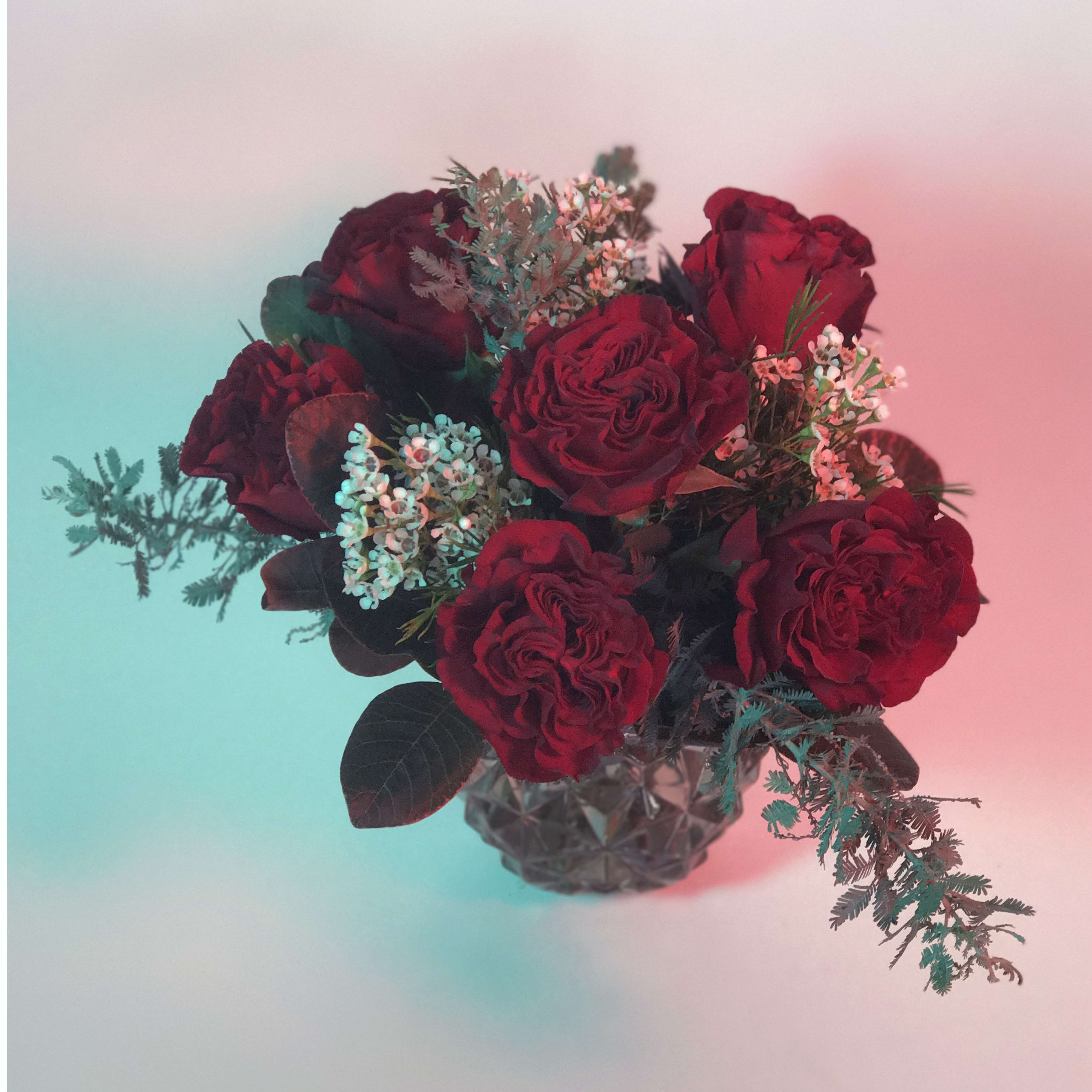 Venus in Loveland, CO Annalise the Amaranth