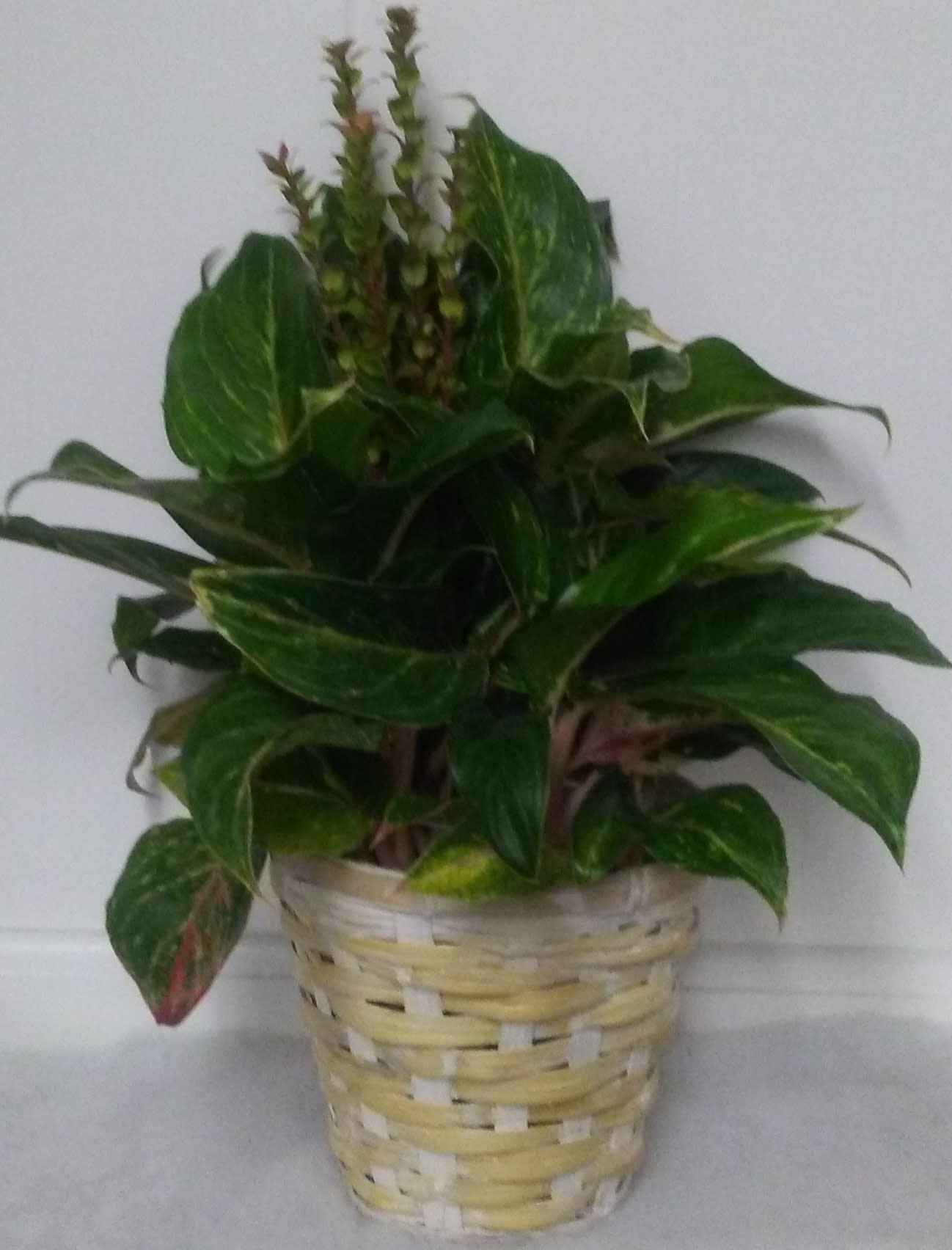 Lush plant in Waldport, OR Alsea Bay Florist