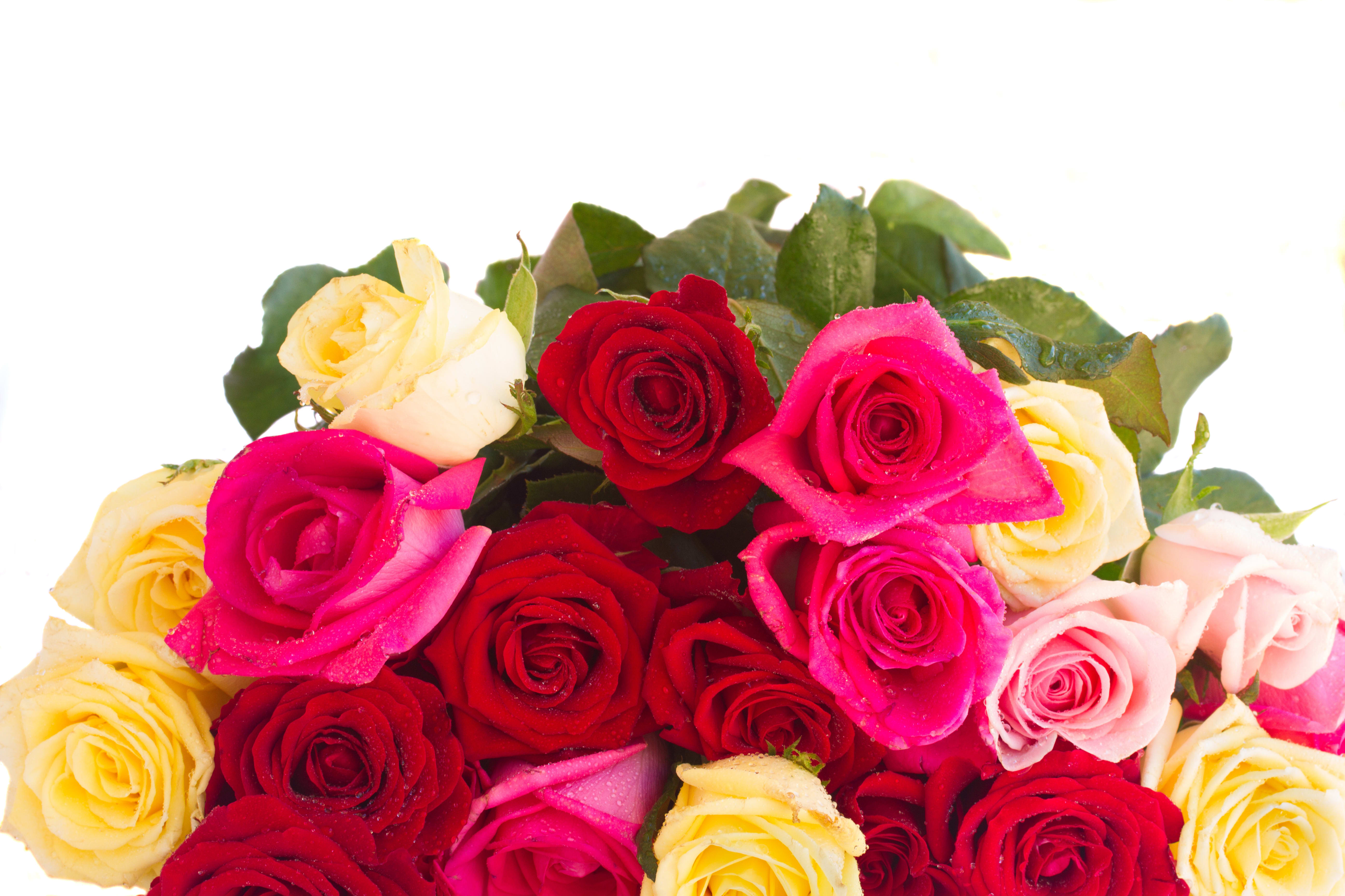 24 Wrapped Mixed Roses in Rocky Hill, CT TK & Brown's Flowers Terri