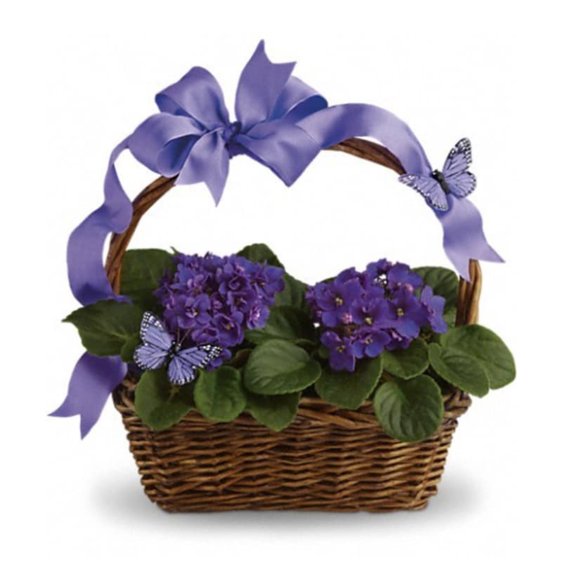 Violets And Butterflies in Kittery, ME HIllside Flowers & Gifts