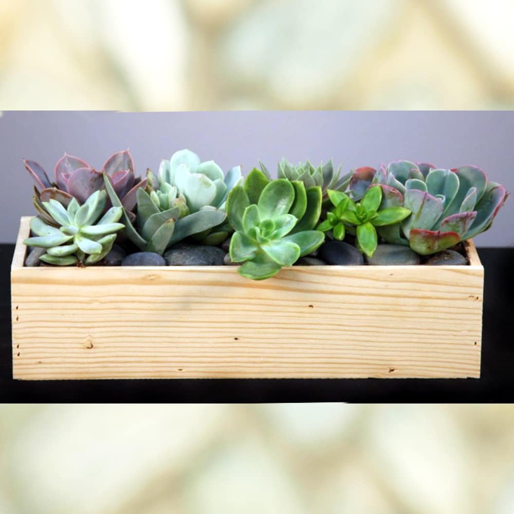 Succulent Wood Box Sf711 By Sherwood Florist Uniqueart Gallery