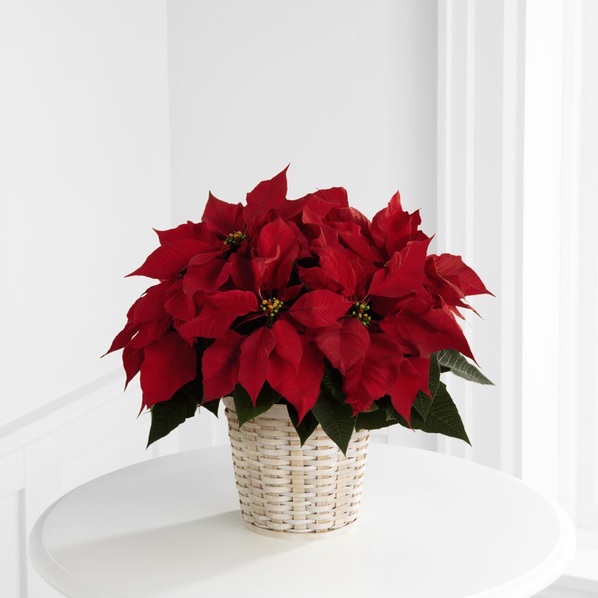 The FTD® Red Poinsettia Basket (Small) in Smithfield, RI Simply